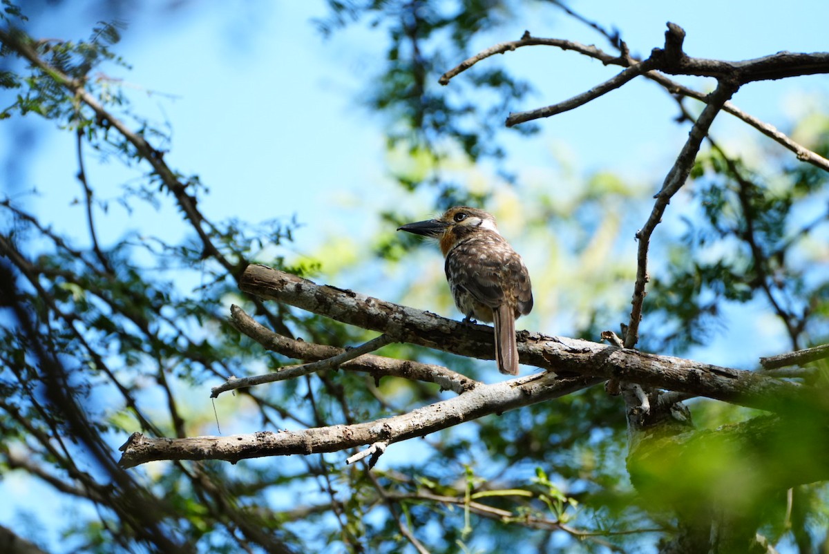 Russet-throated Puffbird - ML638334025