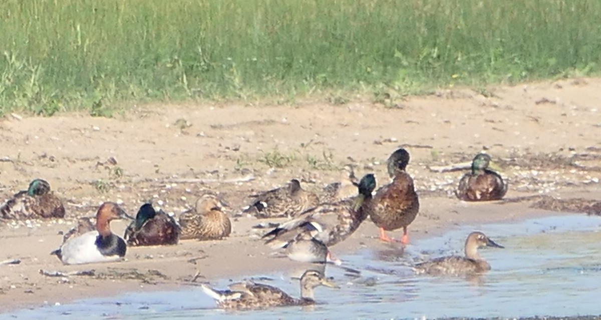 Canvasback - ML638334071