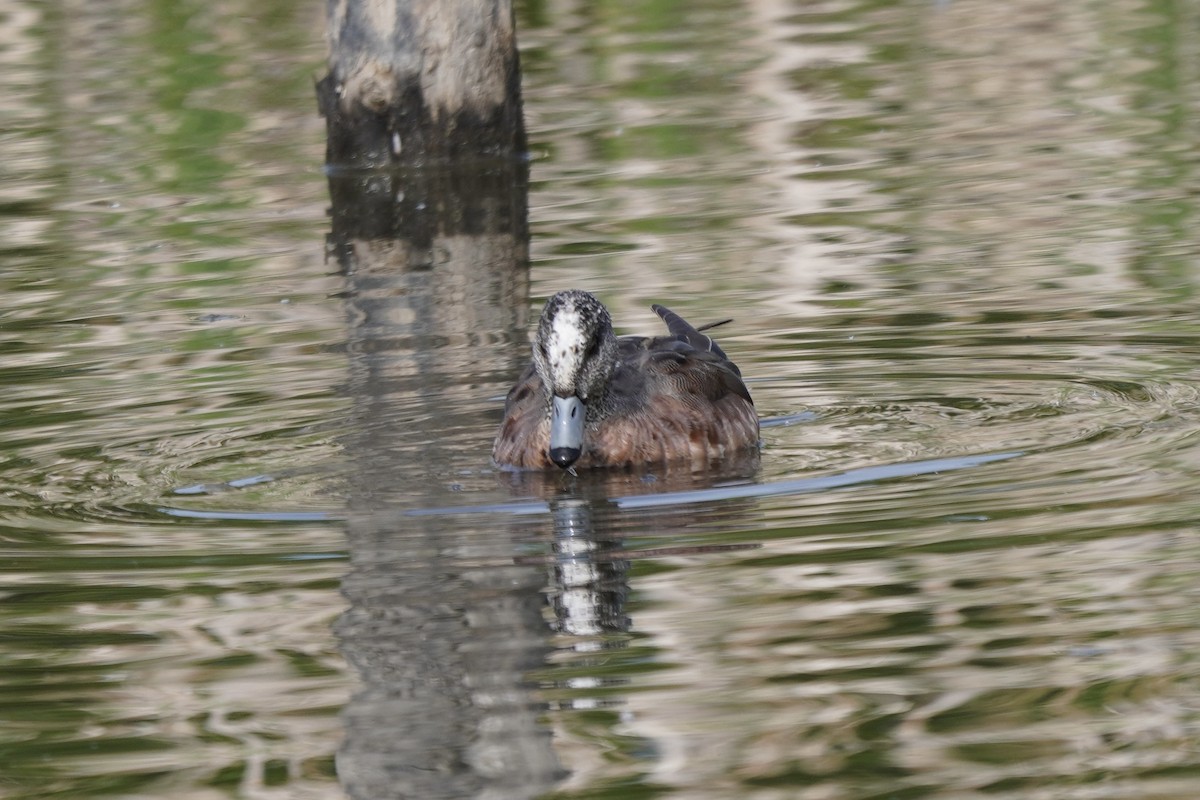 American Wigeon - ML638334084