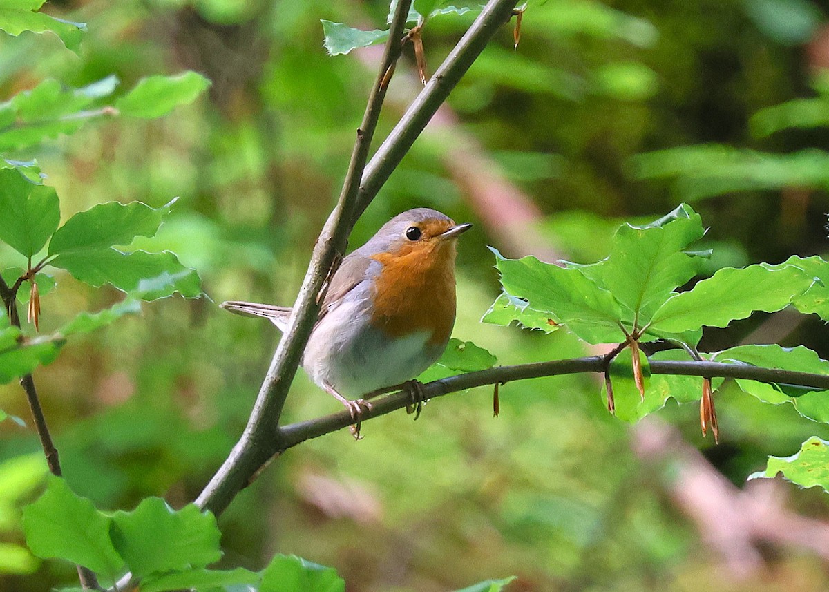 European Robin - ML638334087