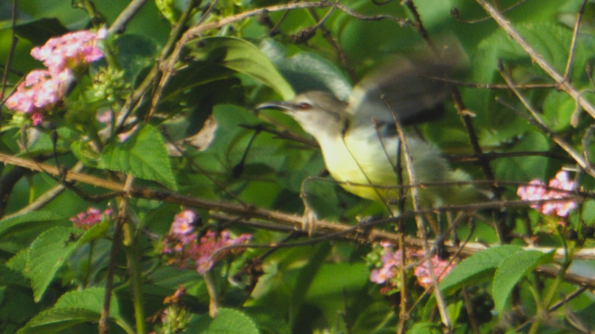 Purple-rumped Sunbird - ML638334088
