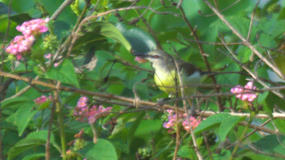 Purple-rumped Sunbird - ML638334089
