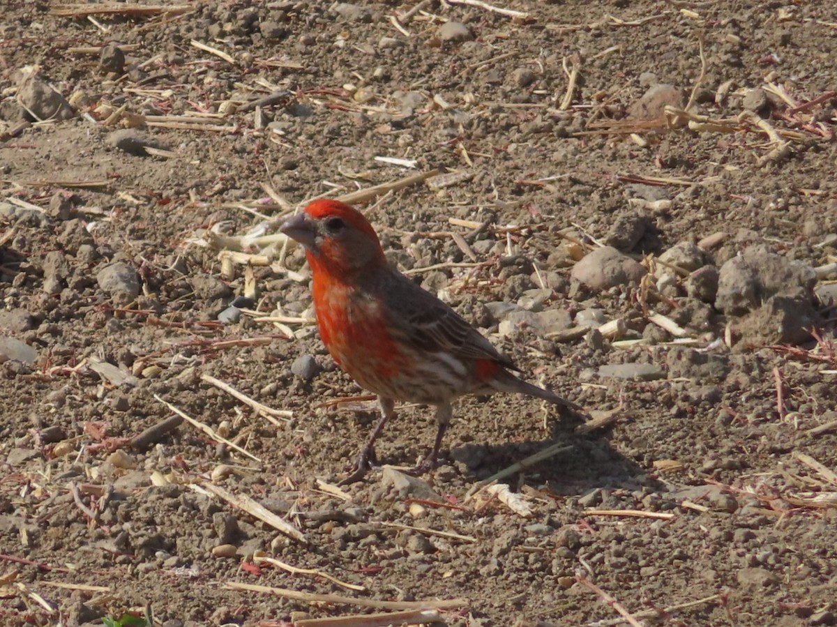 House Finch - ML638334091