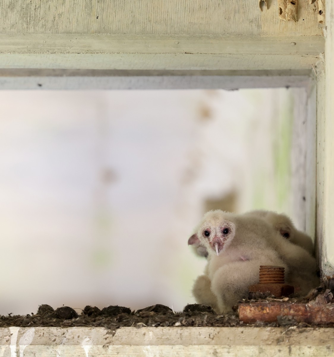 American Barn Owl - ML638334096