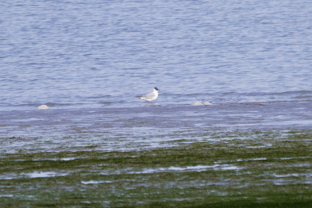 kanadahettemåke - ML638334097