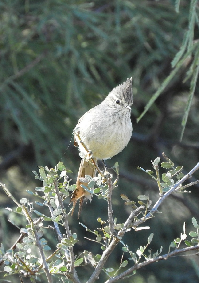 Tufted Tit-Spinetail - ML638334118