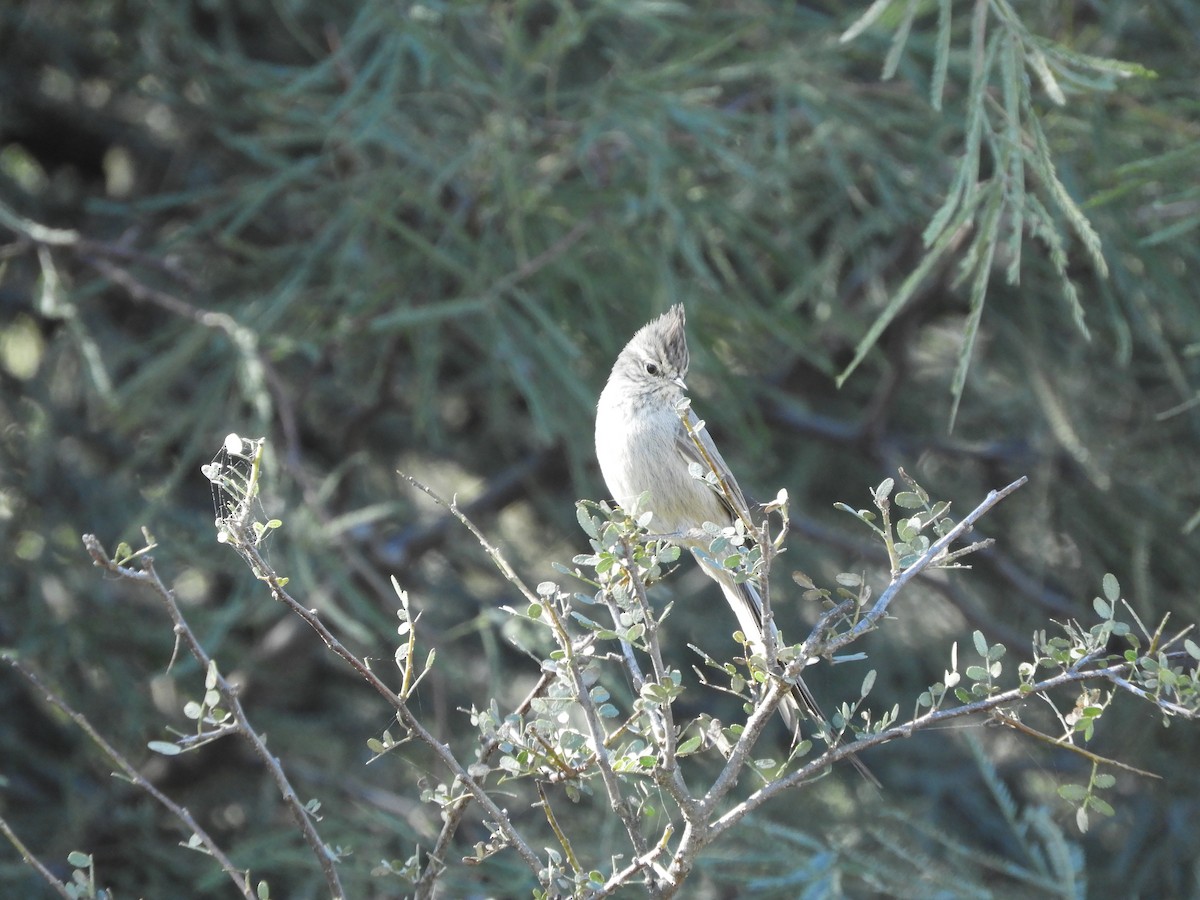 Tufted Tit-Spinetail - ML638334120