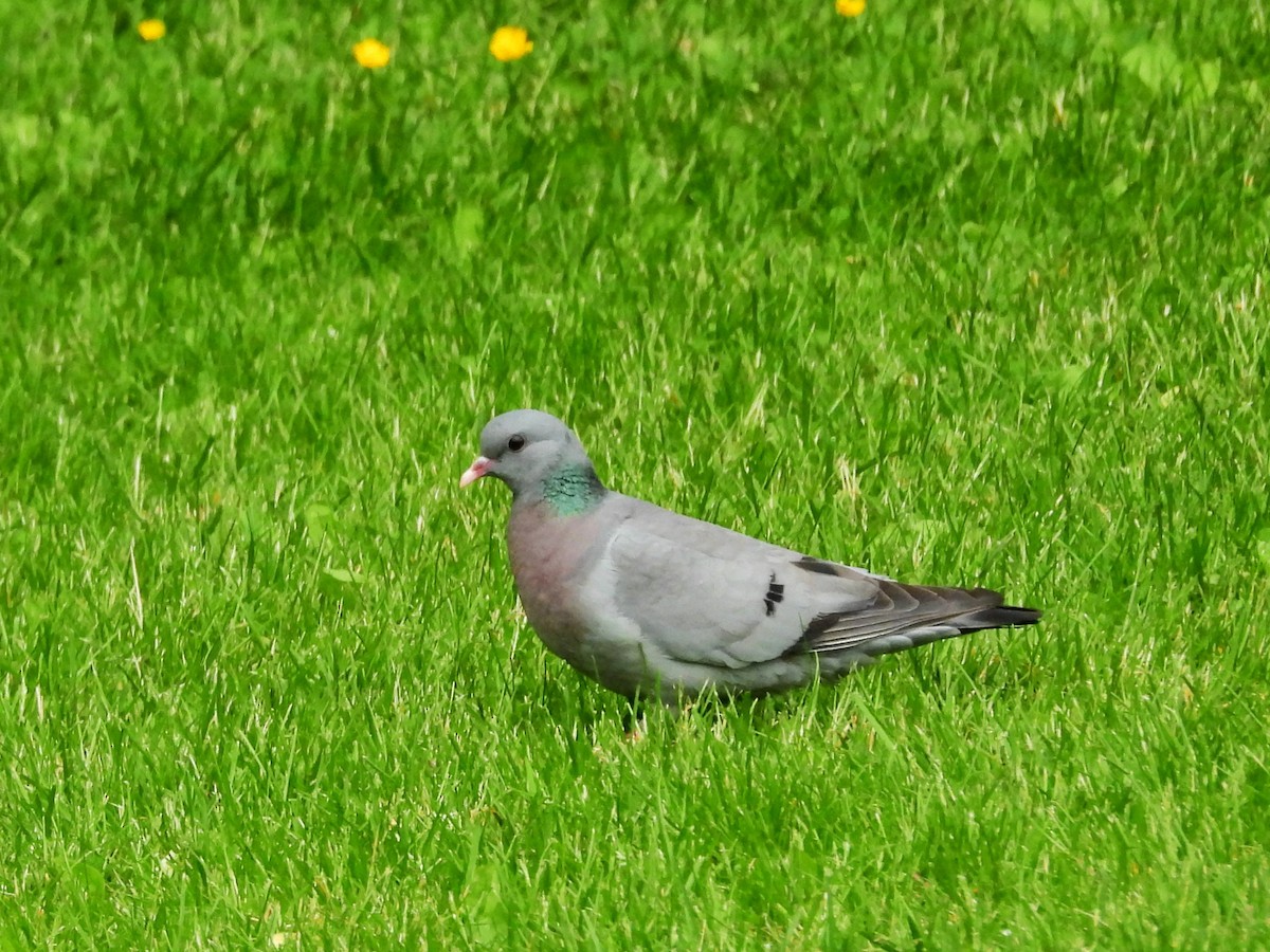 Stock Dove - ML638334125