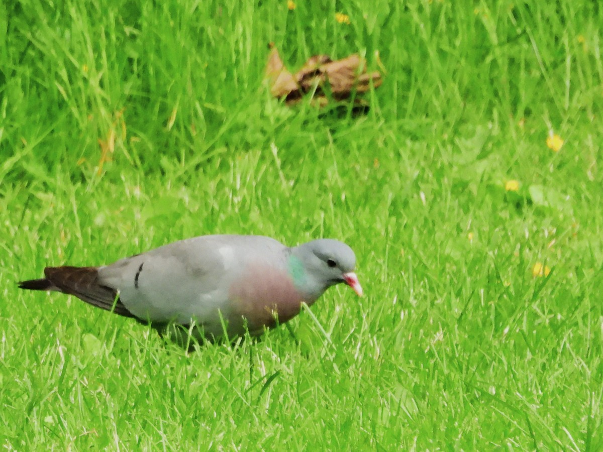 Stock Dove - ML638334126