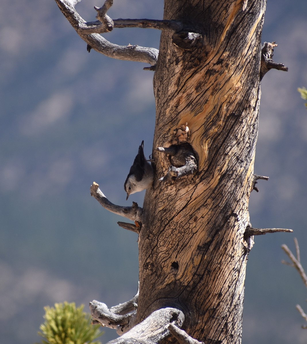 White-breasted Nuthatch - ML638334128