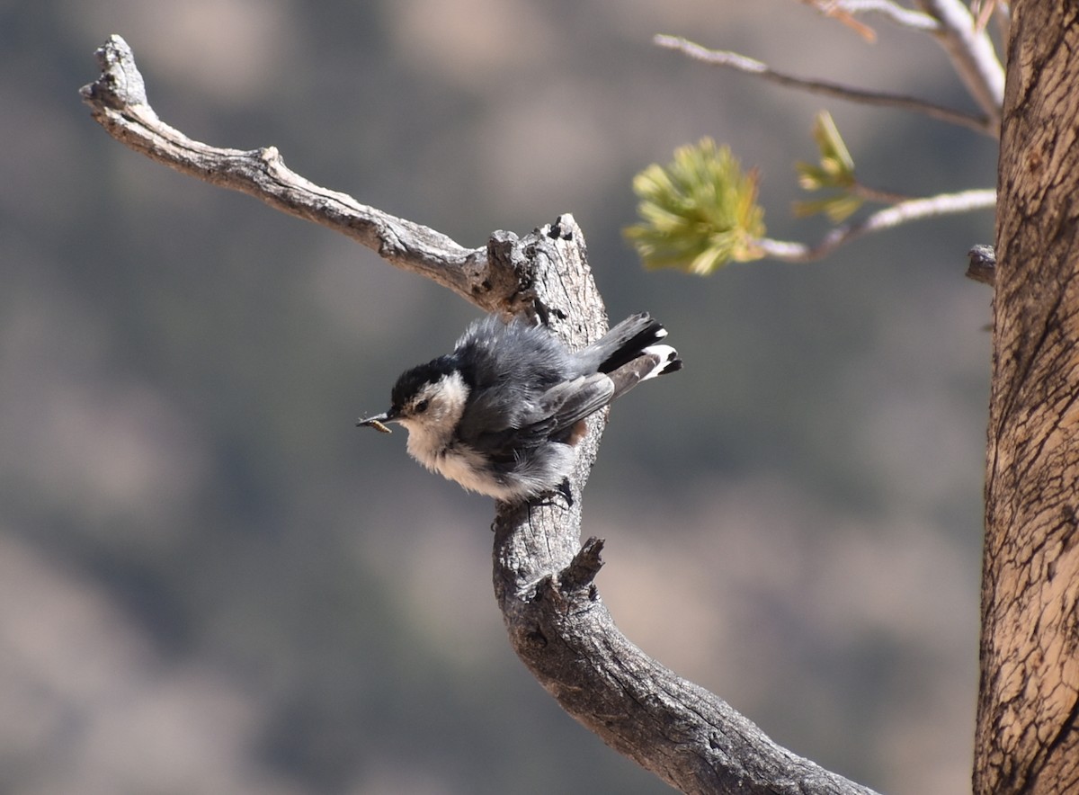 White-breasted Nuthatch - ML638334132