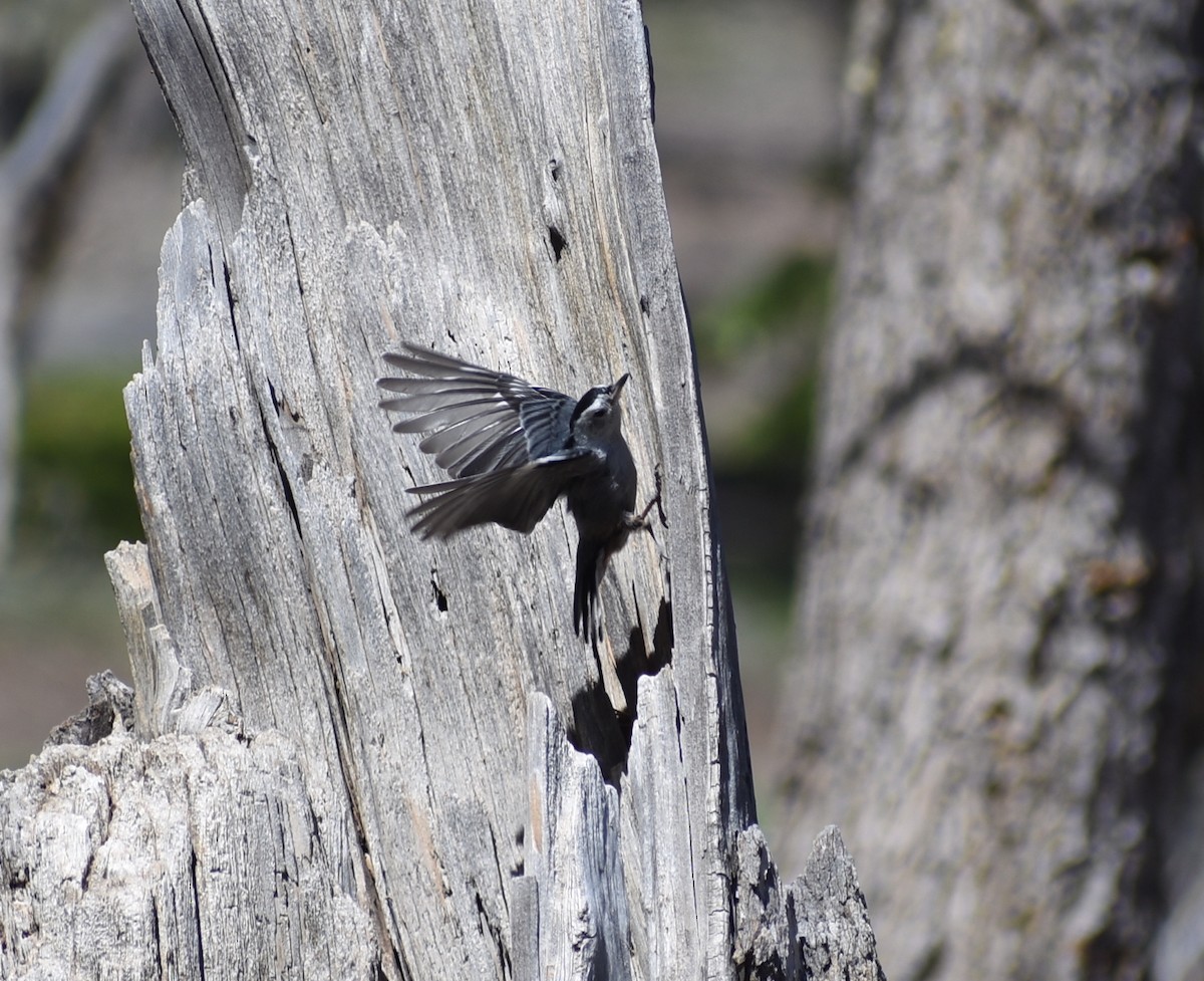 White-breasted Nuthatch - ML638334157