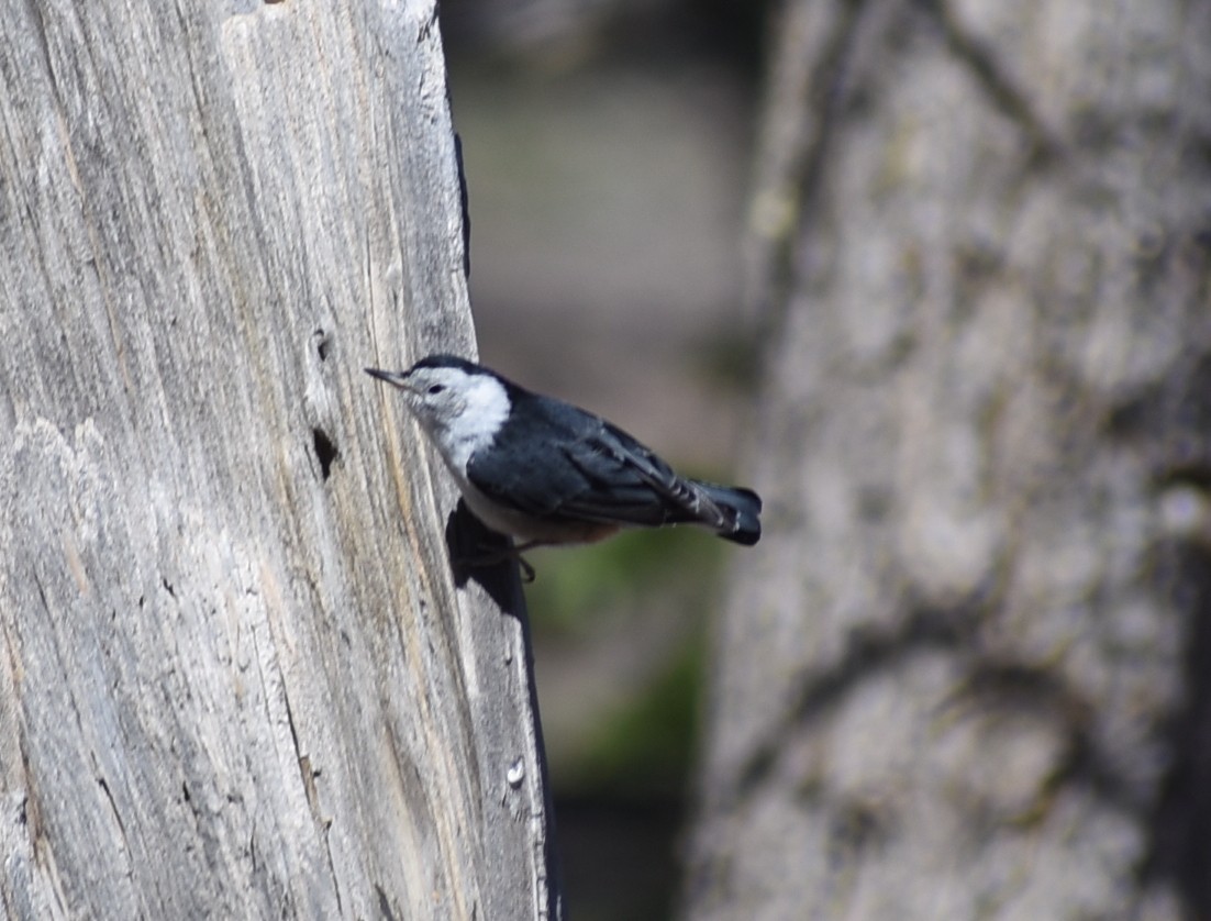 White-breasted Nuthatch - ML638334160