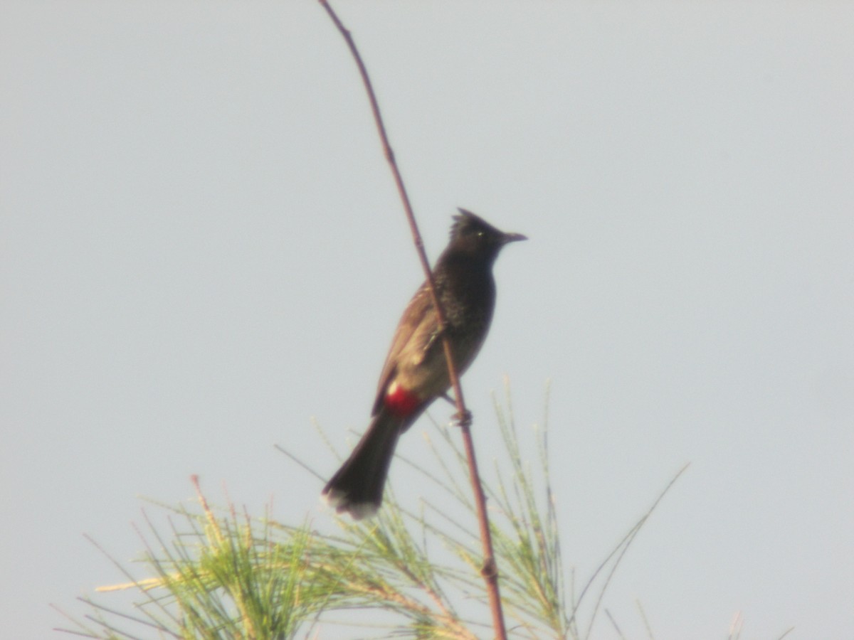 Red-vented Bulbul - ML638334161