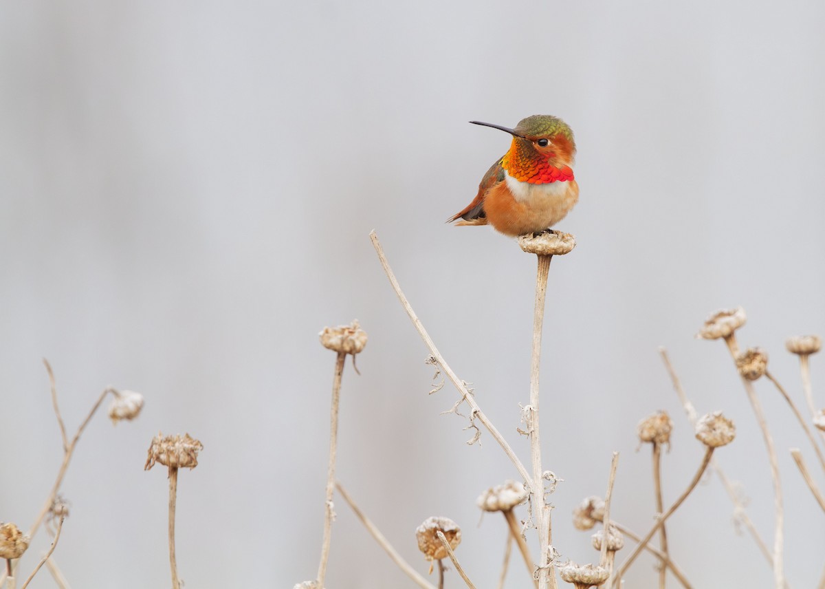 Allen's Hummingbird - ML638334167
