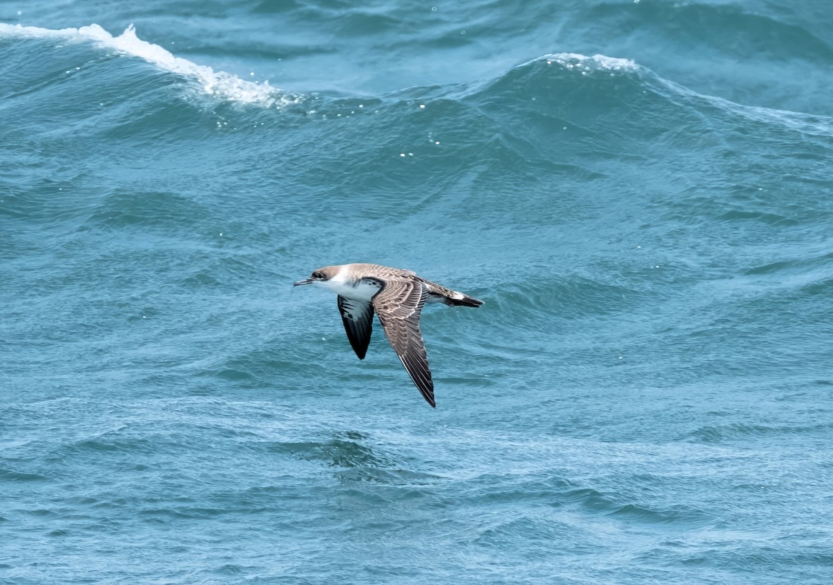 Great Shearwater - ML638334192