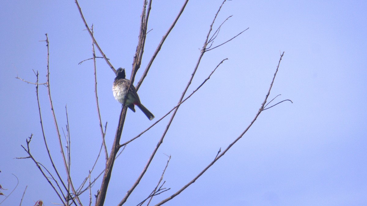 Red-vented Bulbul - ML638334208