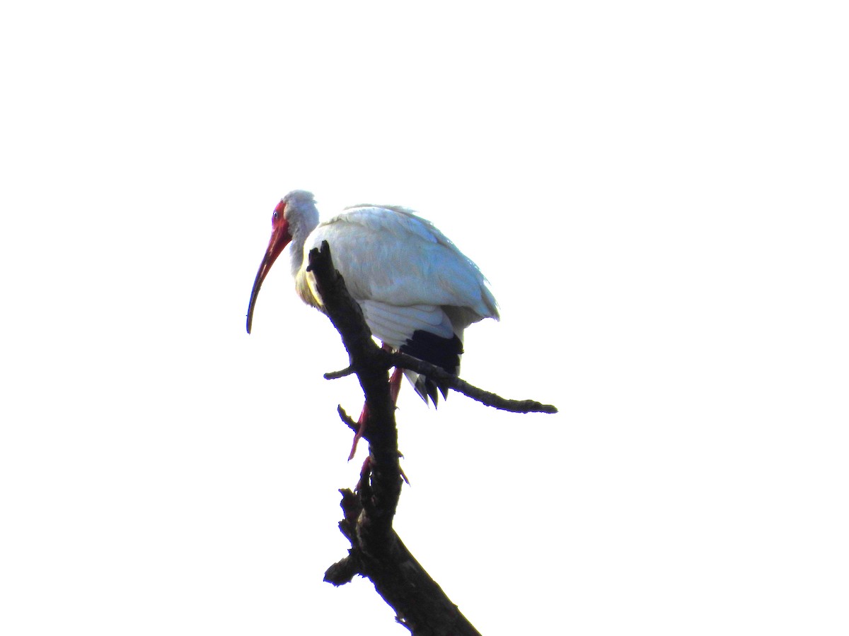 Ibis blanc - ML638334213