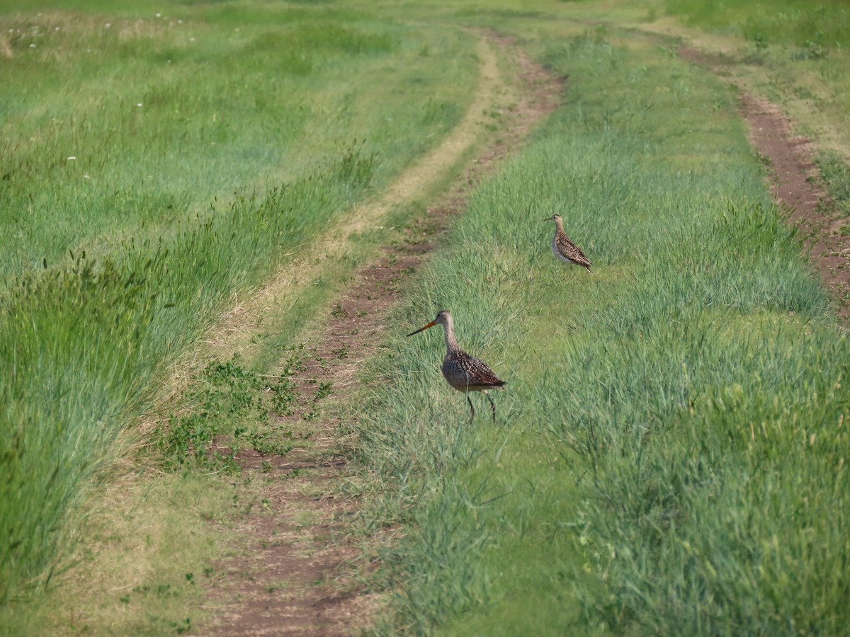 Marbled Godwit - ML638334216
