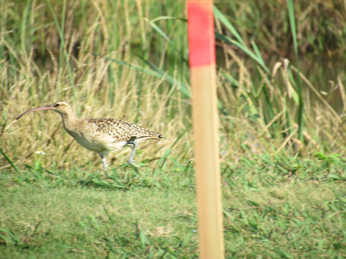 Bristle-thighed Curlew - ML638334233