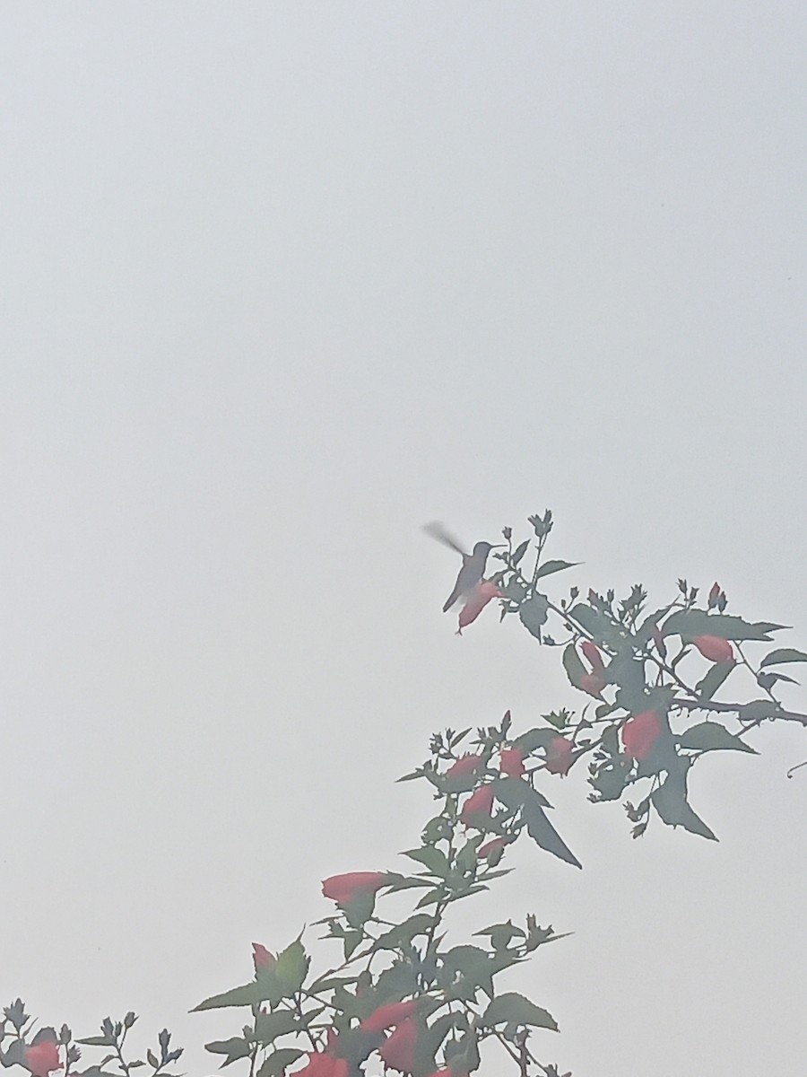 Amazilia Hummingbird - ML638334239