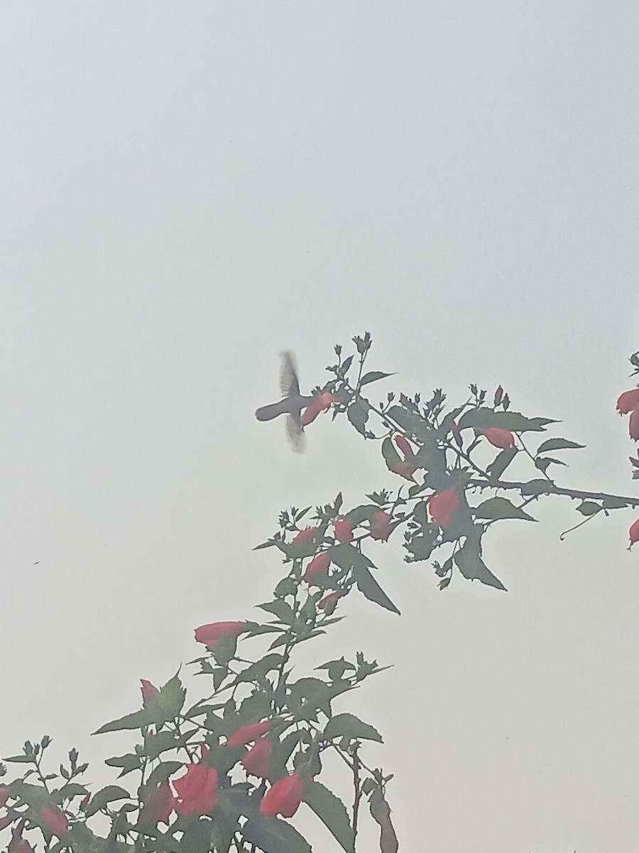 Amazilia Hummingbird - ML638334249