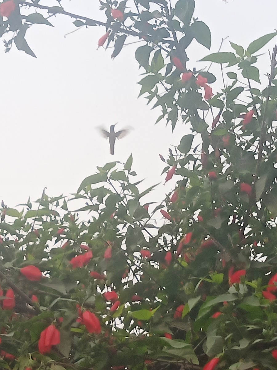 Amazilia Hummingbird - ML638334250