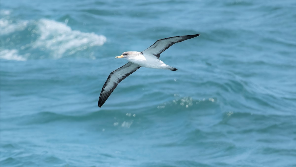 Cory's Shearwater - ML638334251