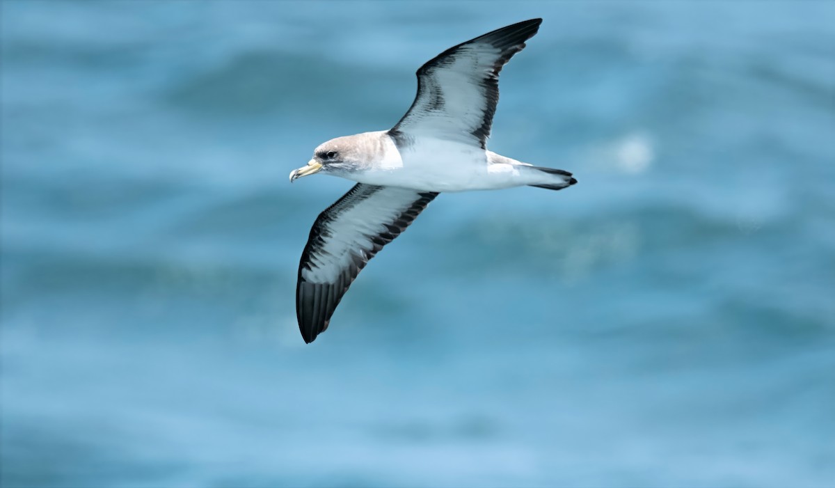 Cory's Shearwater - ML638334252