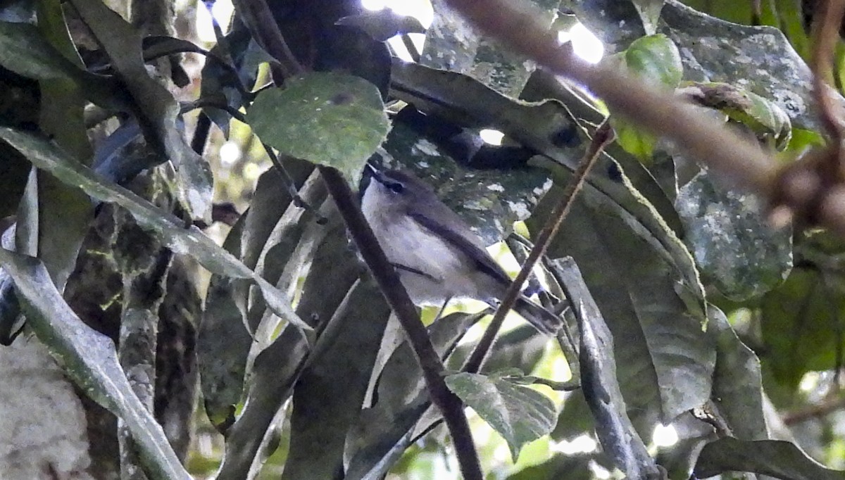 Brown Gerygone - ML638334260