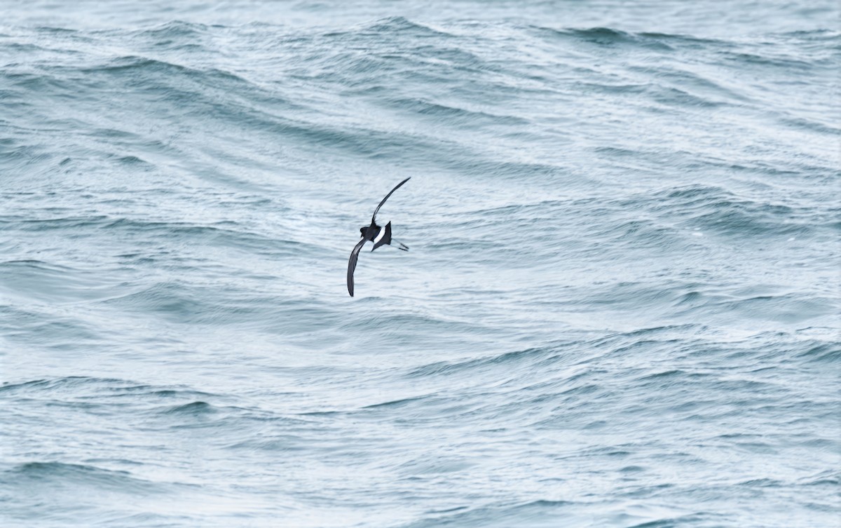 Wilson's Storm-Petrel - ML638334264