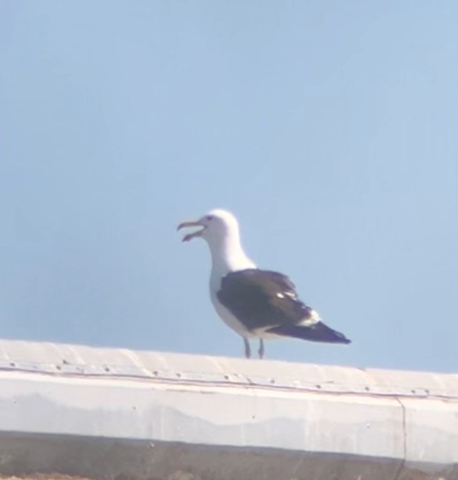 Kelp Gull - ML638334269