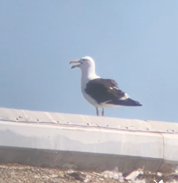 Kelp Gull - ML638334270