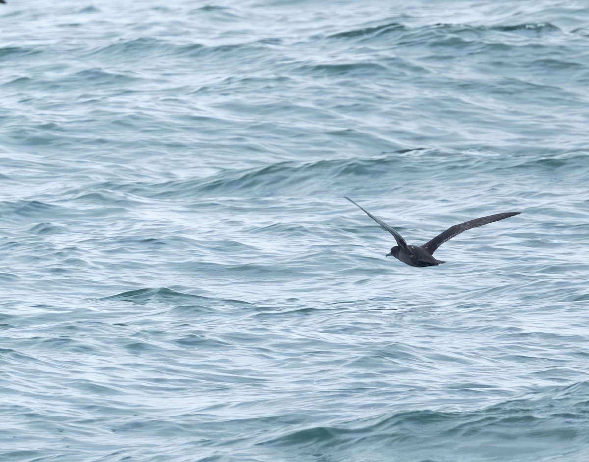 Sooty Shearwater - ML638334274