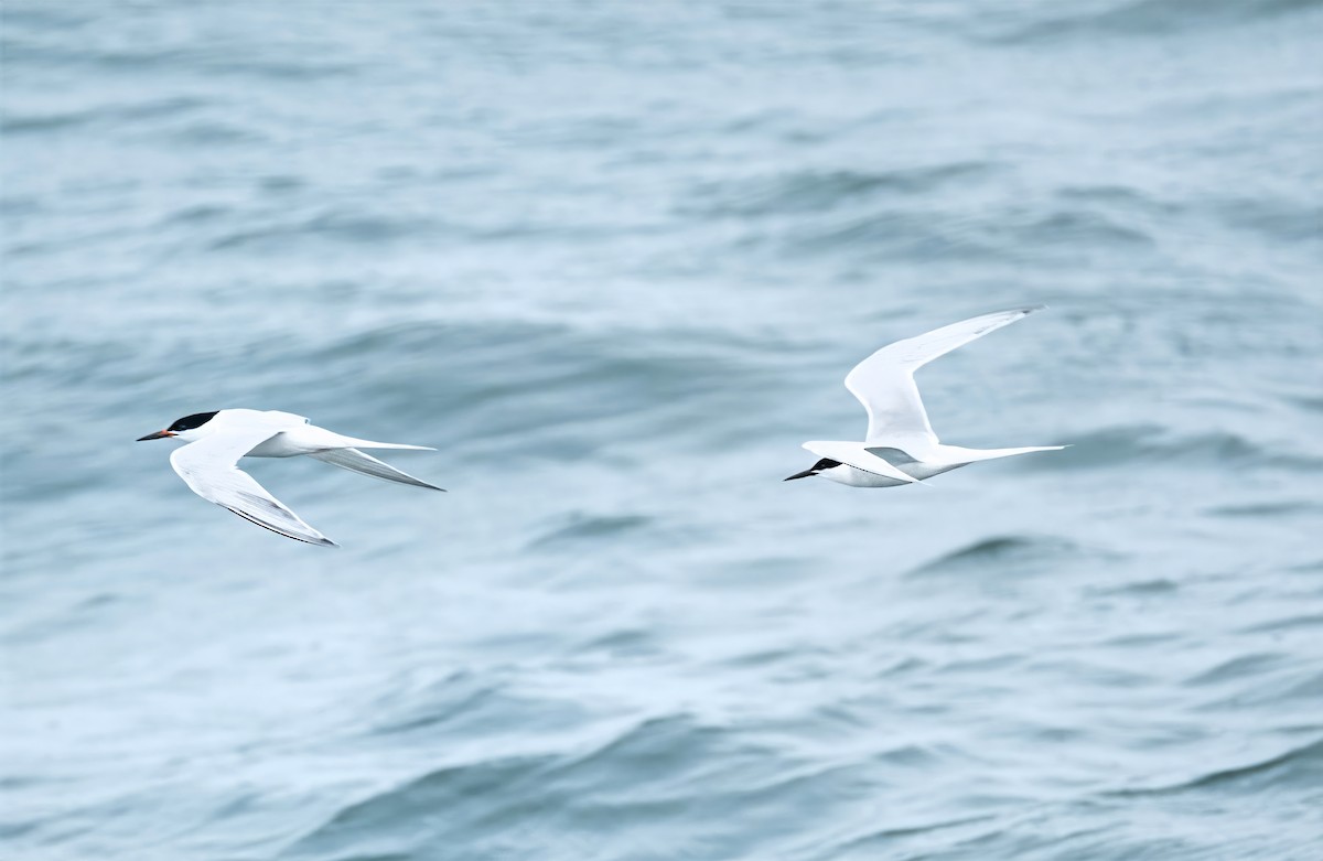 Roseate Tern - ML638334282