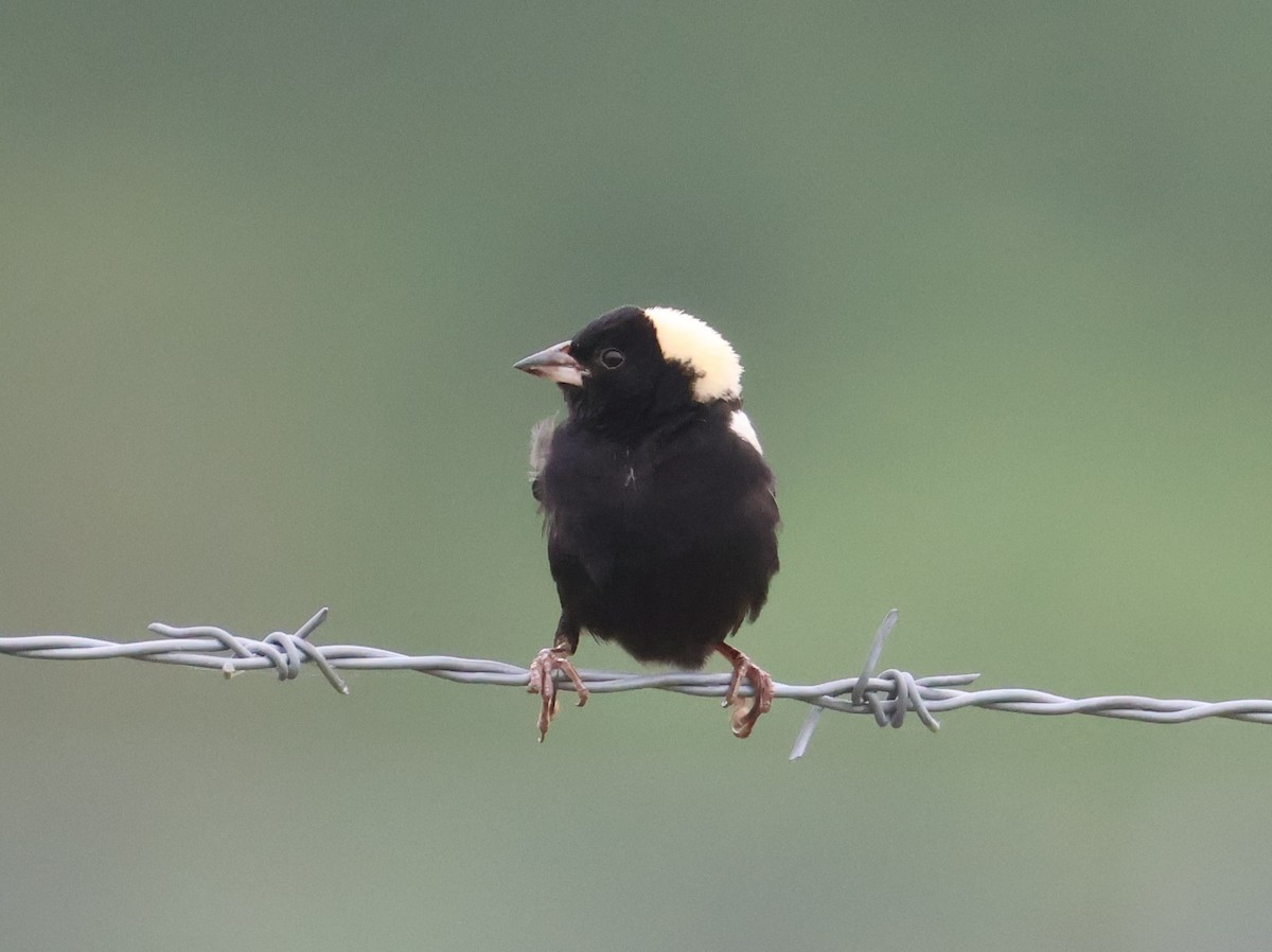 Bobolink - ML638334296