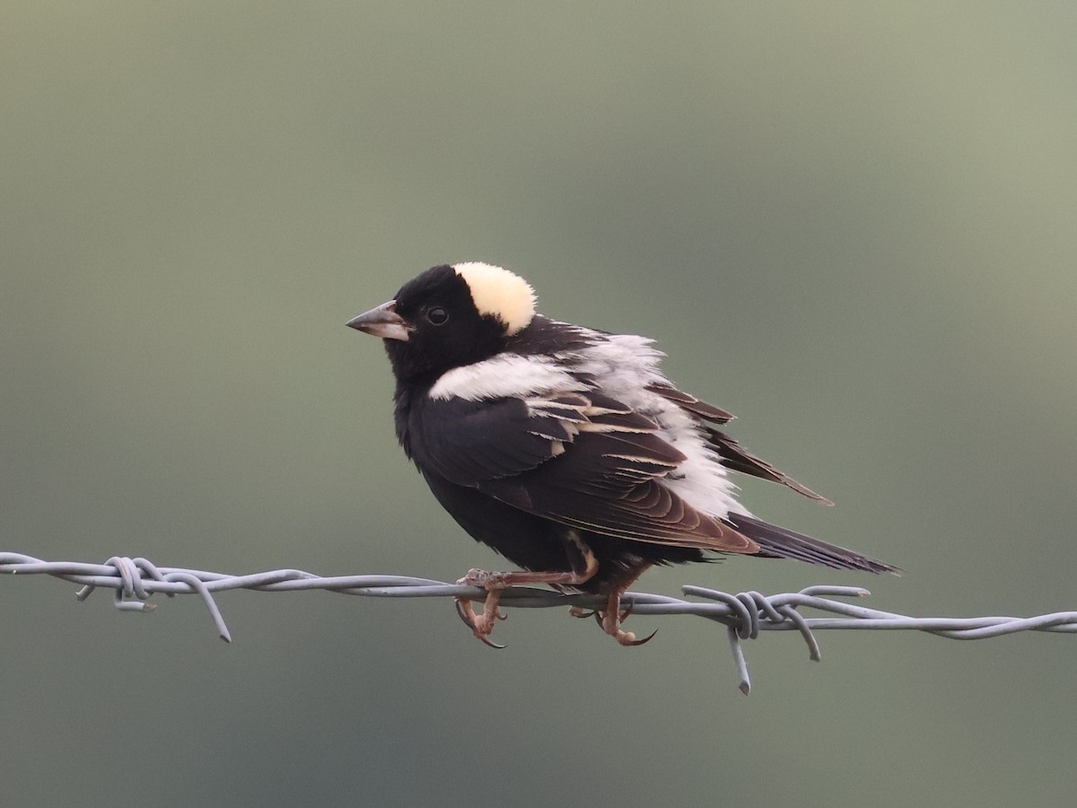 Bobolink - ML638334297