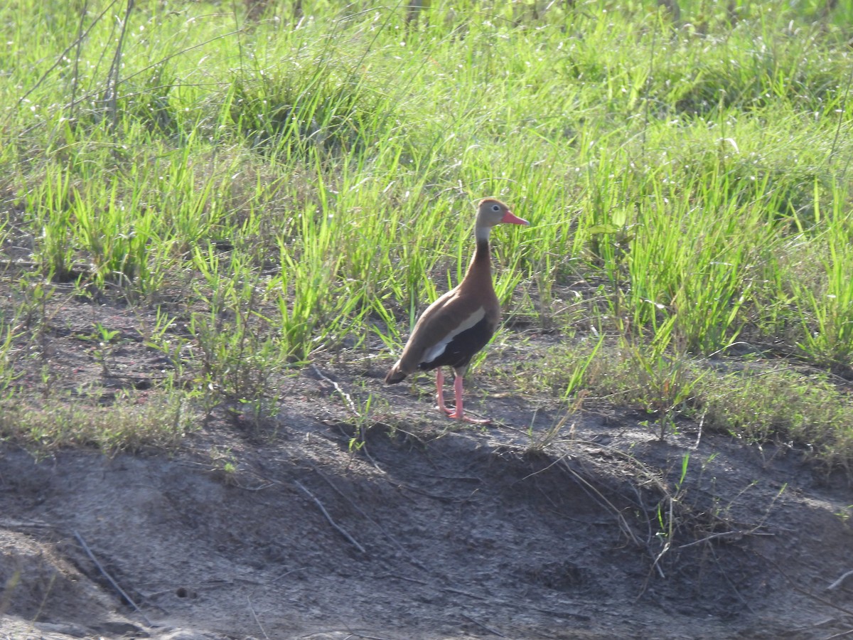 Black-bellied Whistling-Duck - ML638334325