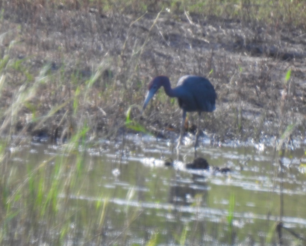 Little Blue Heron - ML638334327