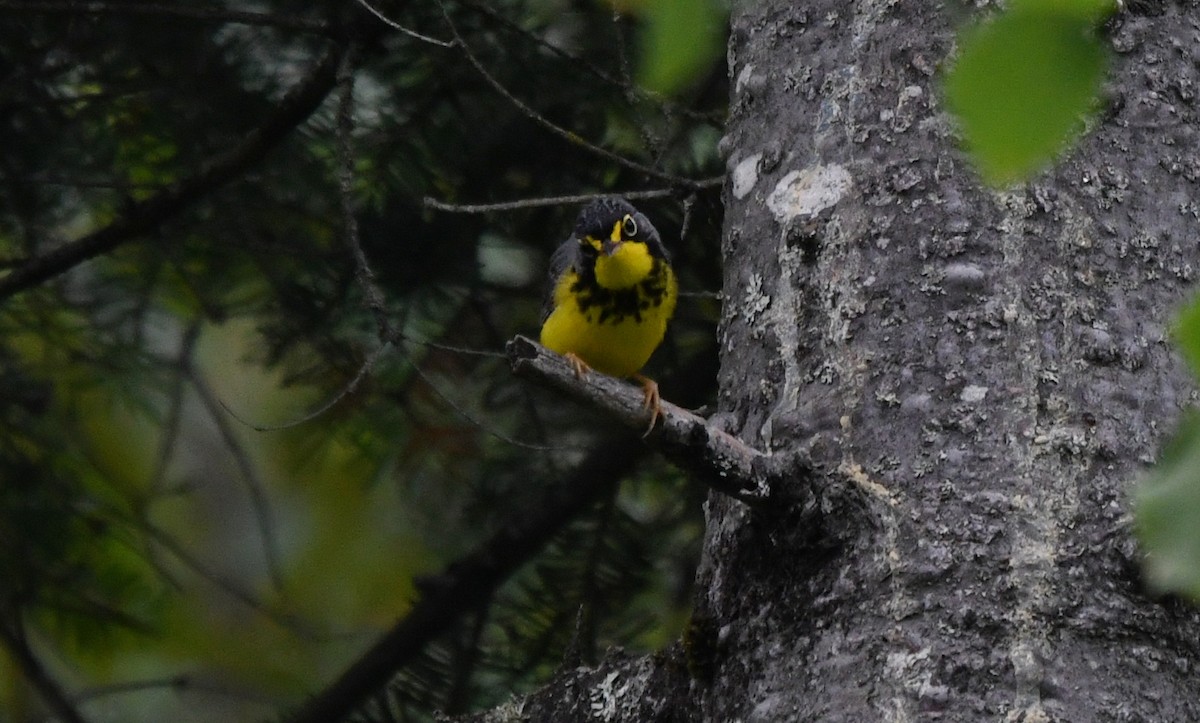 Paruline du Canada - ML638334332