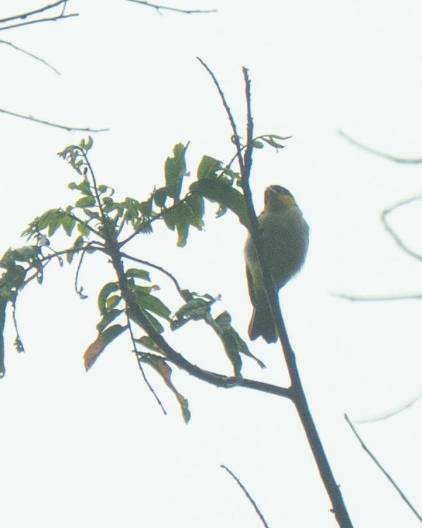 Yellow-backed Tanager - ML638334334