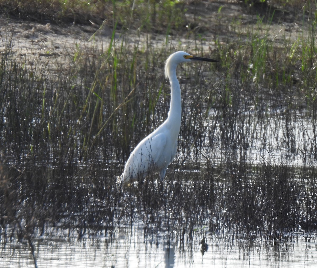 volavka bělostná - ML638334336