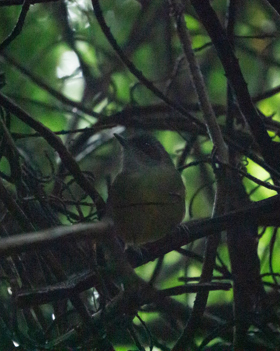 Plain Antvireo - ML638334354