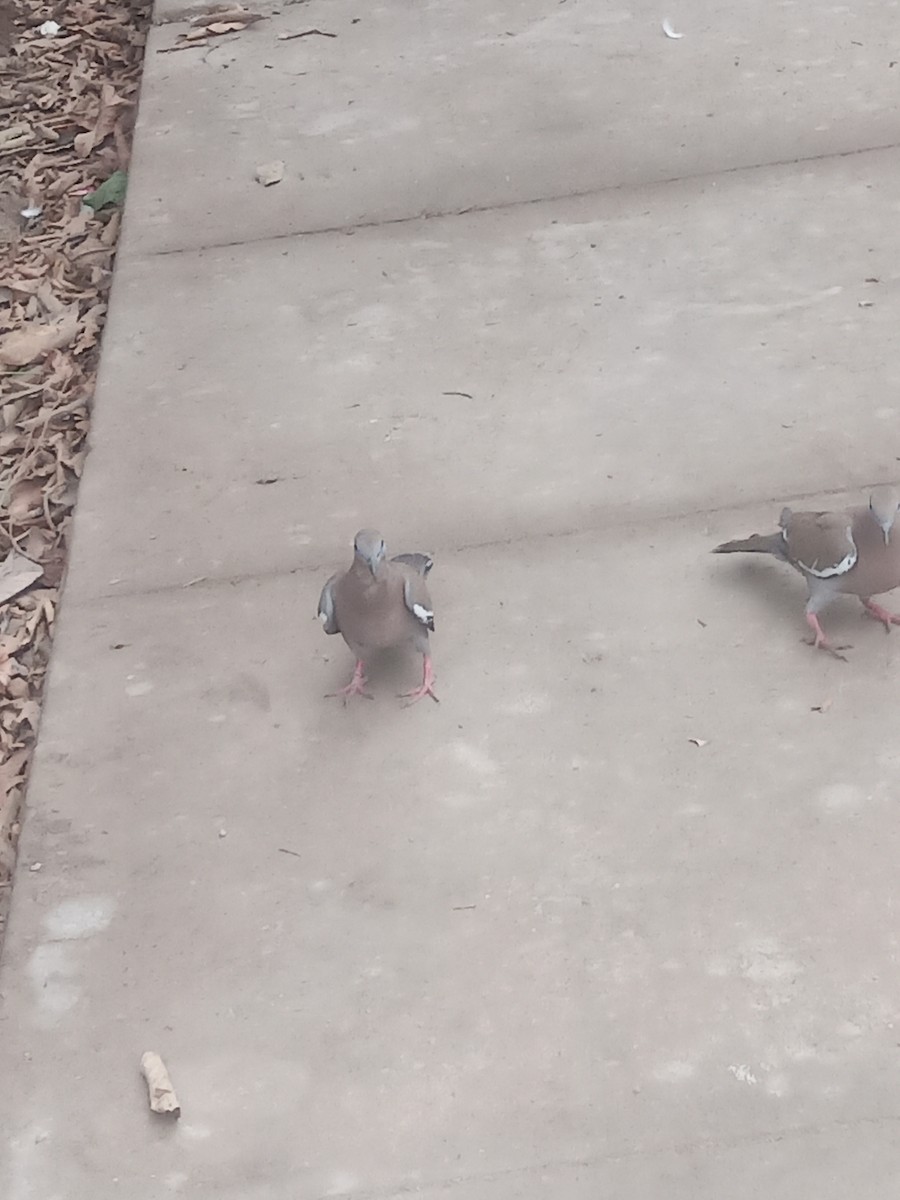 West Peruvian Dove - ML638334357