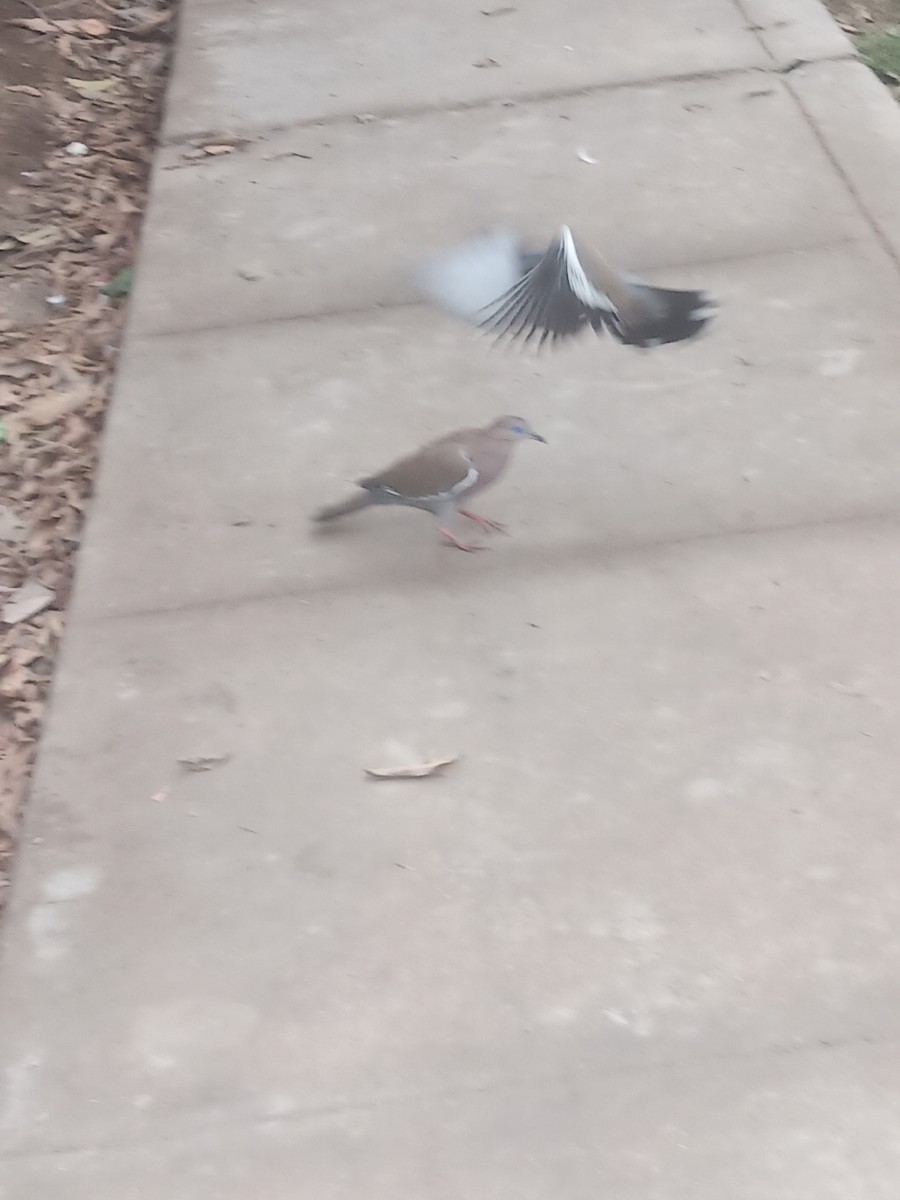West Peruvian Dove - ML638334358