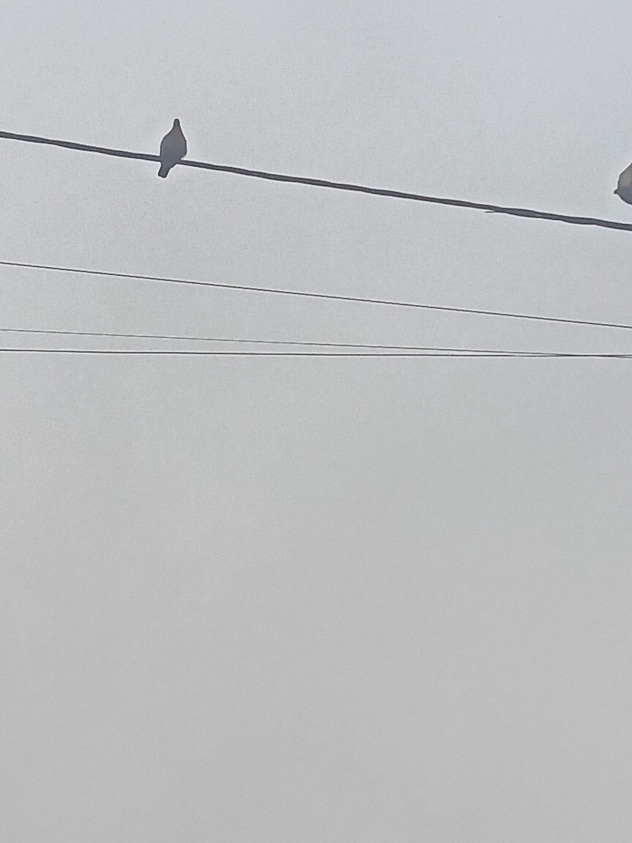 West Peruvian Dove - ML638334360