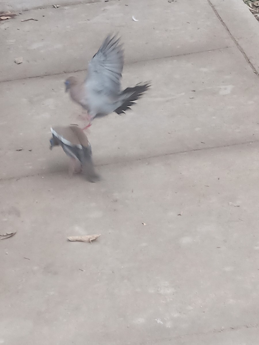 West Peruvian Dove - ML638334361