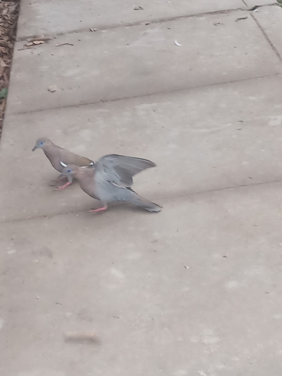 West Peruvian Dove - ML638334362