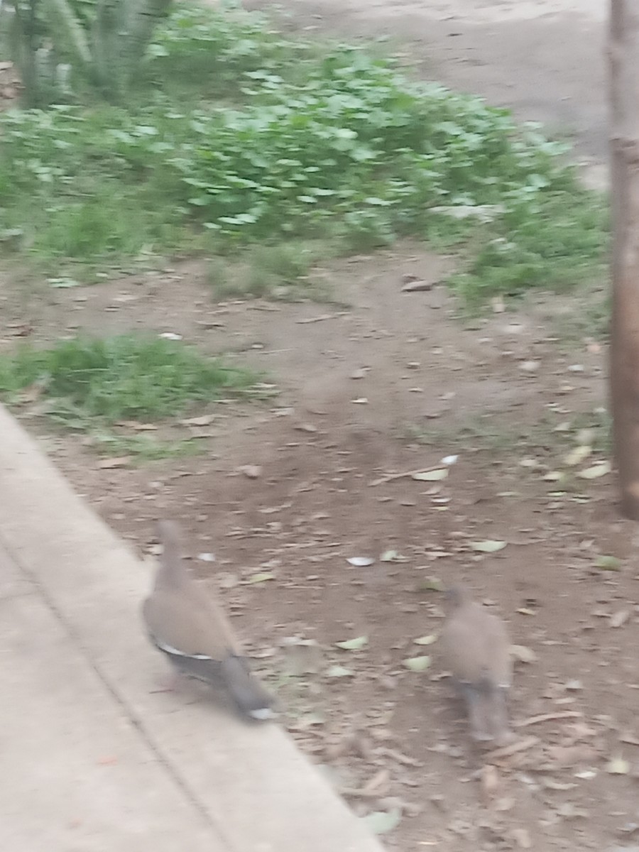 West Peruvian Dove - ML638334363