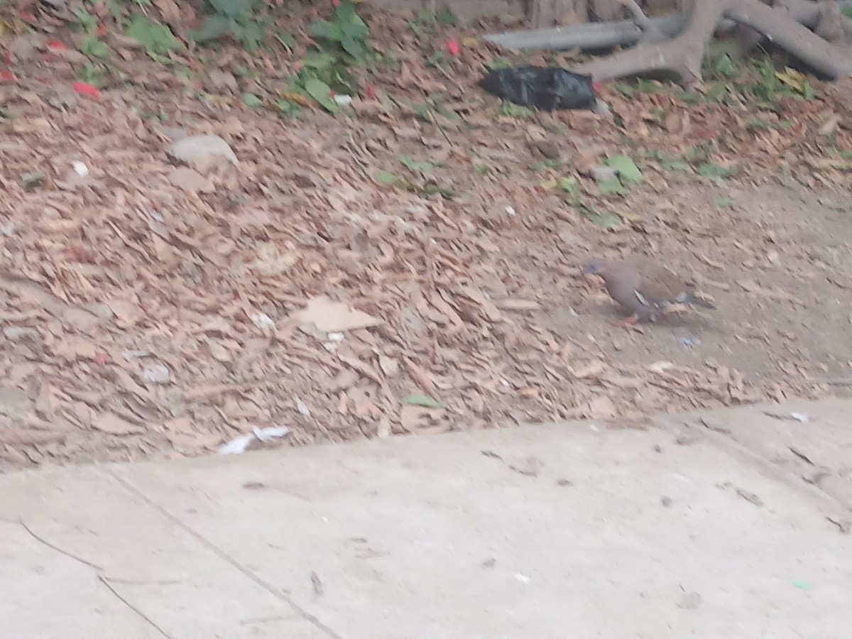 West Peruvian Dove - ML638334364